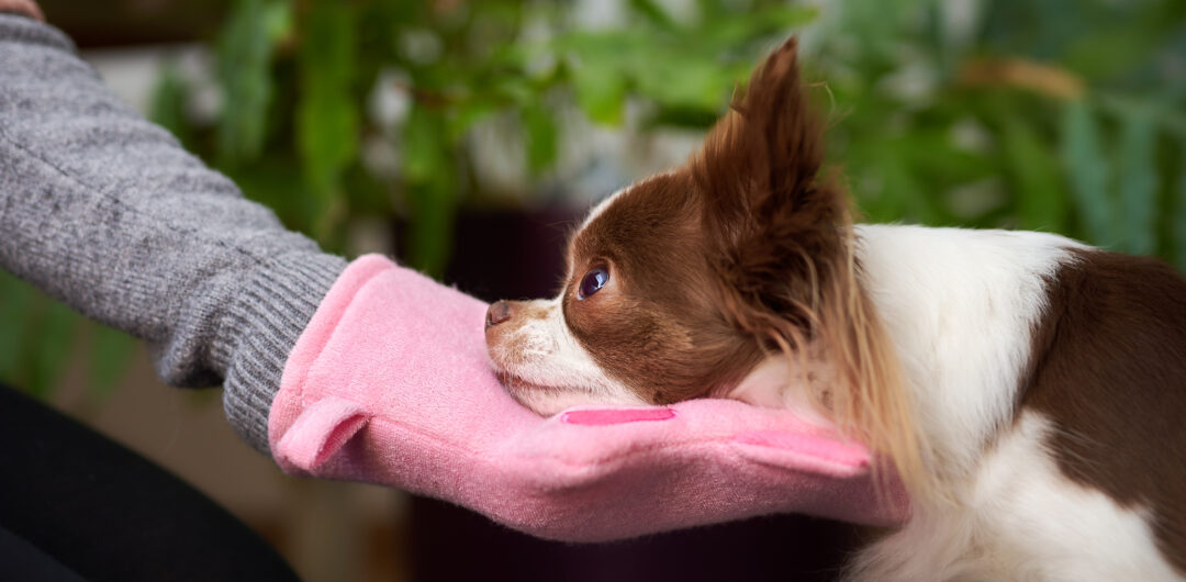 Kinntarget Hund Kooperationssignal Medical Training