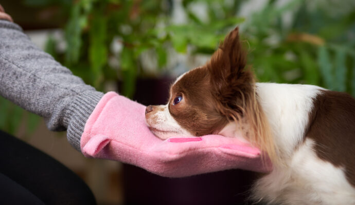 Kinntarget Hund Kooperationssignal Medical Training