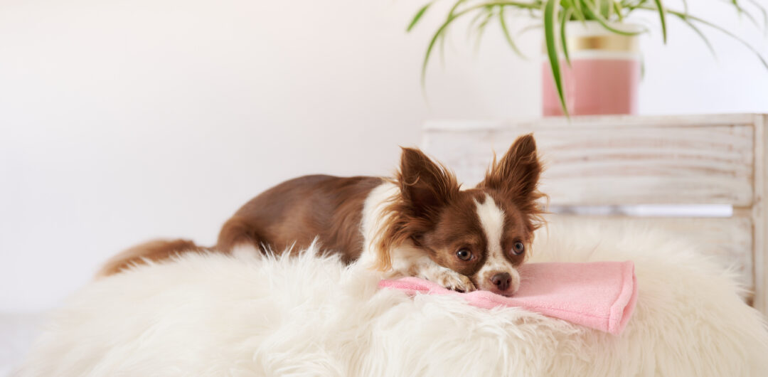 Medical Training Hund Onlinekurs