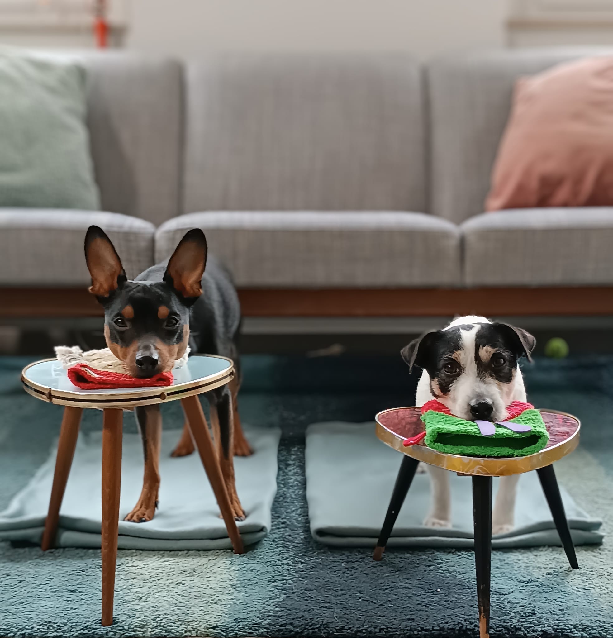 mindful-medical-training-ausbildung-fuer-hundetrainer