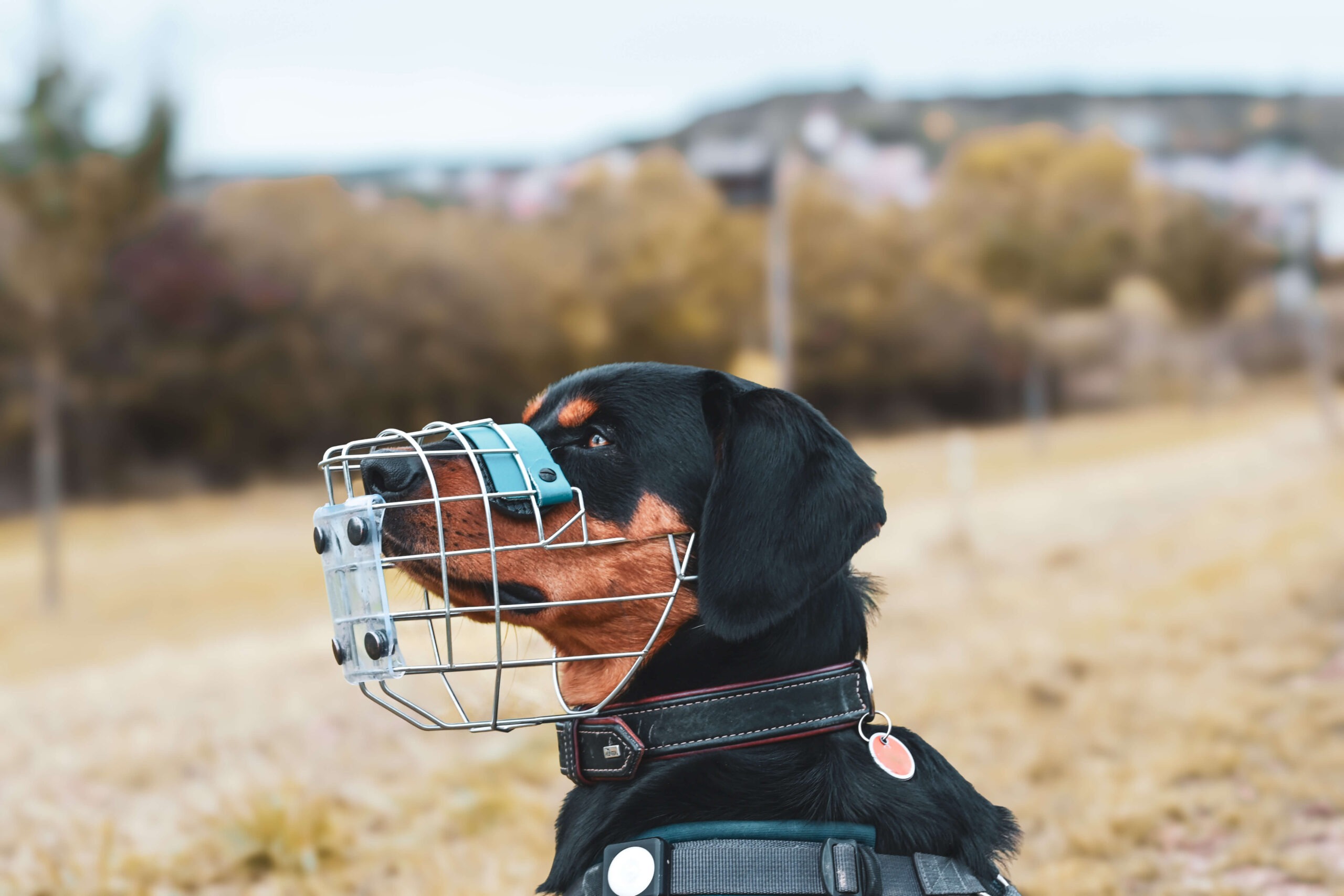 mindful-medical-training-maulkorb-hund