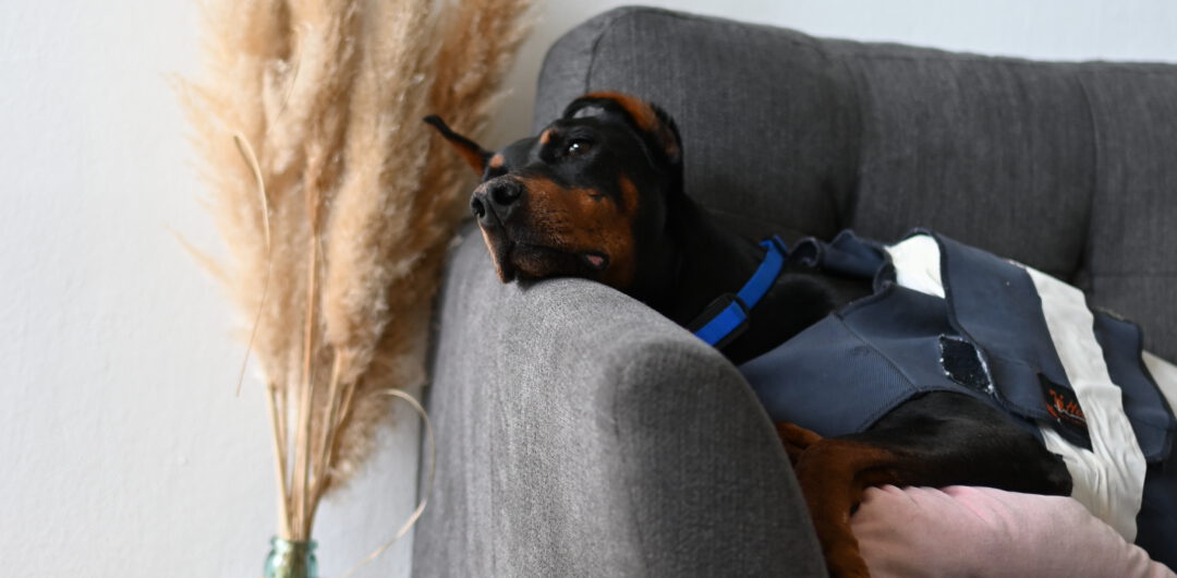 DCM-Vorsorge-24h-EKG-Hund-Dobermann-Kardiologie