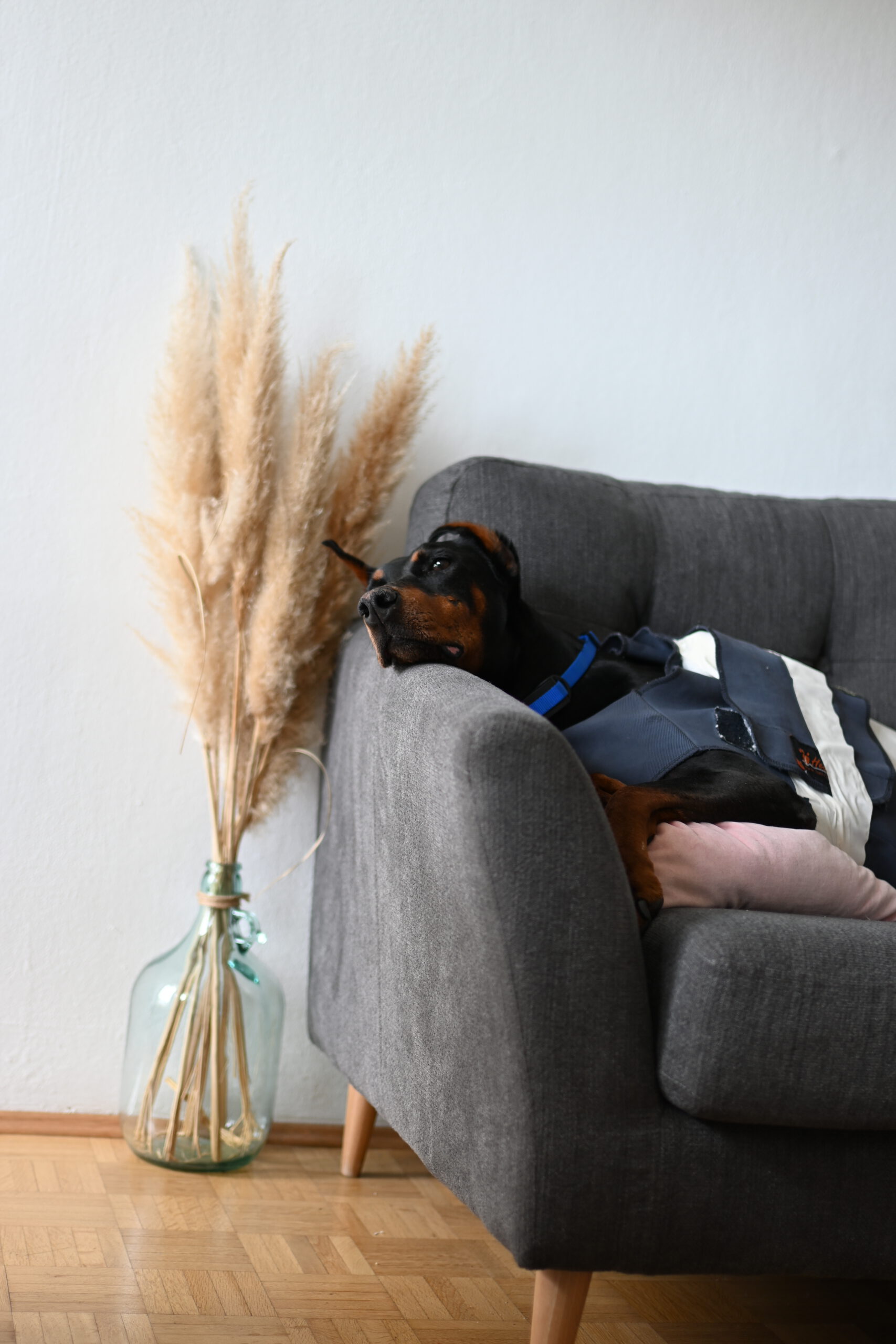 DCM-Vorsorge-24h-EKG-Hund-Dobermann-Kardiologie